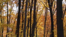 Las bukowy na górze Chełm w Czernichowie