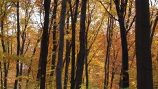 Las bukowy na górze Chełm w Czernichowie