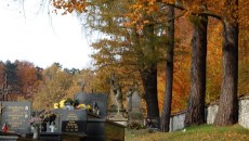 Las bukowy na górze Chełm w Czernichowie