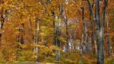 Las bukowy na górze Chełm w Czernichowie